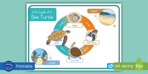 Sea Turtle Life Cycle | Poster | South Africa (teacher made)