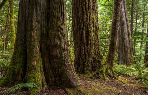 What Are Old-Growth Forests and Where Can They Be Found?Dogwood Alliance