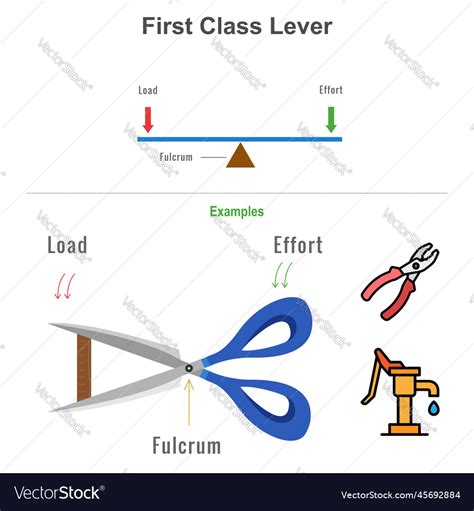 First class lever with the examples Royalty Free Vector