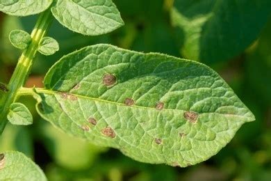 Busting Potato Blight: Treatment with Fungicides