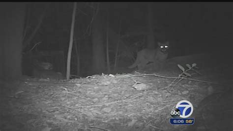 Drought may cause more mountain lion sightings - ABC7 San Francisco