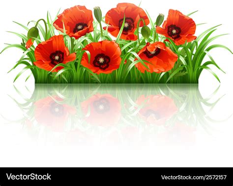 Red poppies in grass Royalty Free Vector Image