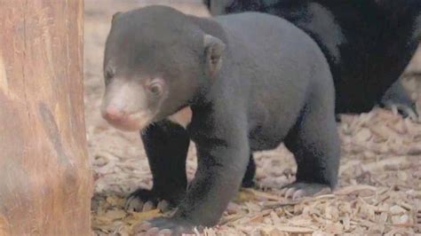 Adorable Sun Bear Cub Plays During Public Debut at Chester Zoo - YouTube