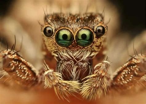 Jumping Spider Behavior - AnimalBehaviorCorner