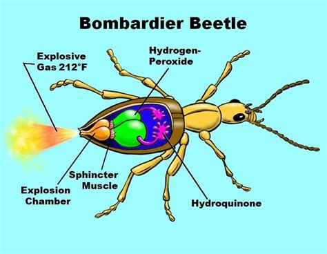 More on the Bombardier Beetle | Beetle, Physiology, Unusual animals