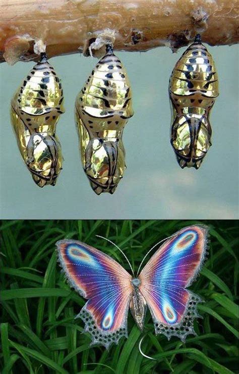 Golden Cocoon Butterfly : r/whatsthisbug