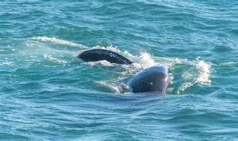 Gray Whales were seen and photographed by Paul Brewer. – Mendonoma ...