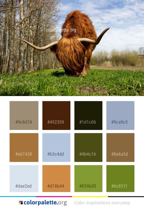 Highland Cattle Color Chart