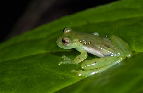 Glass Frog | Sean Crane Photography