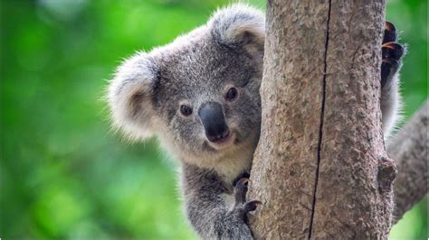 Koalas are 'functionally extinct', say campaigners - Democratic ...