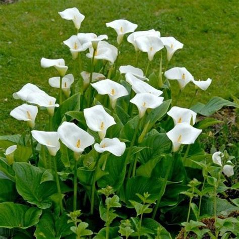 Arum Lily Care and Growing | How to Grow Zantedeschia