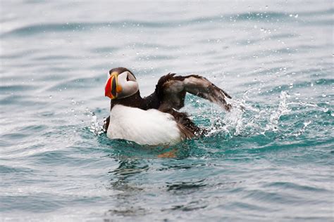 Puffins Swimming