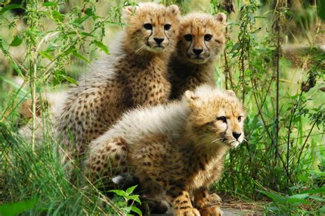 Cheetah Cubs - HD Wallpaper