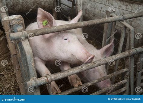 Pig breeding in a pigsty stock photo. Image of breeding - 219005586