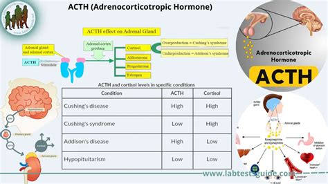 ACTH (Adrenocorticotropic Hormone) Test Purpose, Procedure, Result and more