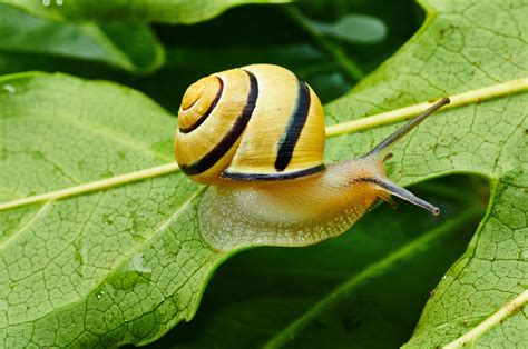 Snail - Spirit Animal Totems, Messages and Guides