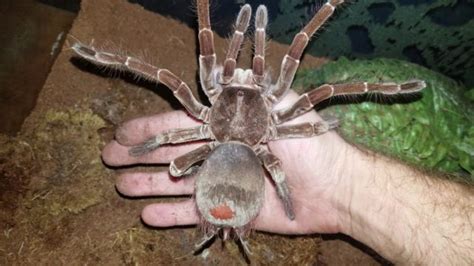 Meet the f***en Goliath Birdeater, largest tarantula in the world