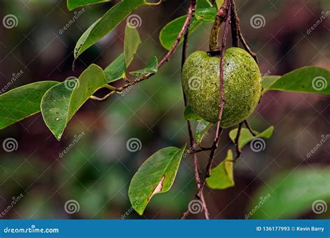 Pond Apple, Florida stock image. Image of south, found - 136177993