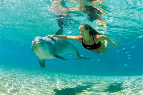 Where to watch and swim with dolphins in Hawaii - Hawaii Magazine