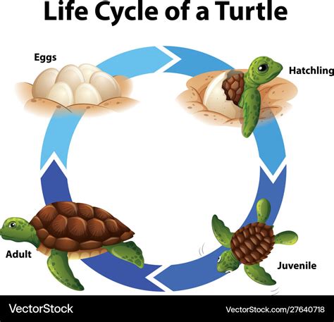 Sea Turtle Life Cycle Diagram Bing Sea Turtle Life Cycle Turtle | Porn ...