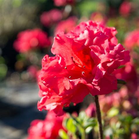 Perfect Plants Red Ruffle Azalea Flowering Shrub in 1-Gallon Pot in the ...