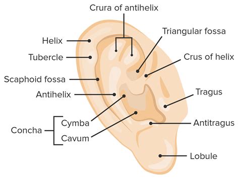 External Ear Diagram Labeled