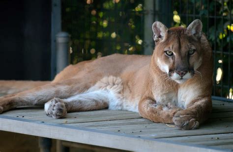 Top 18 Facts about Cougars - Ability, Behavior, Diet & More | Facts.net