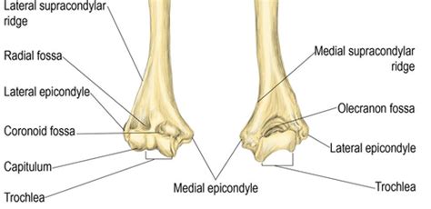 Elbow And Forearm Anatomy - Anatomical Charts & Posters