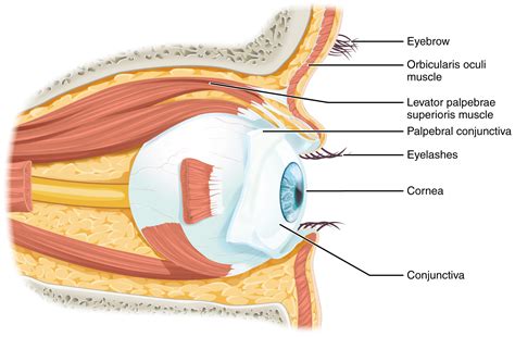 Module 21: Visual System – Anatomy 337 eReader