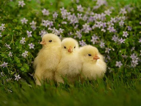 IPhone 7 Cute Spring - Best iPhone . Baby chicks, Animals beautiful ...