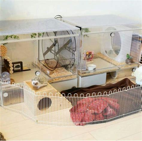 hedgehog cage … … | PETS | Pinterest | Viveiro, Bichinho e De deus