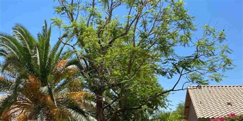 Do Palm Tree Roots Cause Damage to Your Home in Phoenix, AZ?