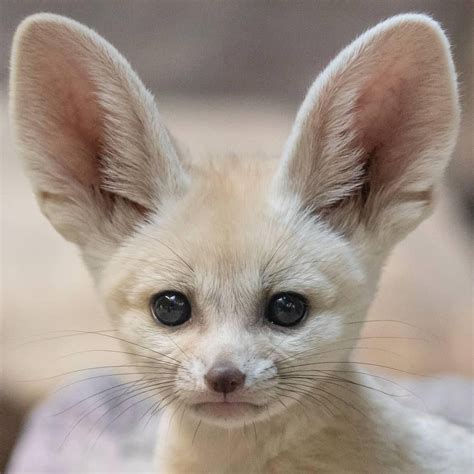 This cute little Fennec Fox pup :) #Music #IndieArtist #Chicago Funny ...