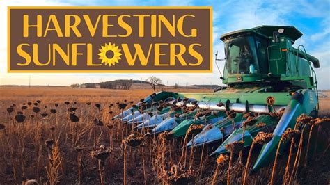 How to Harvest Sunflowers - YouTube