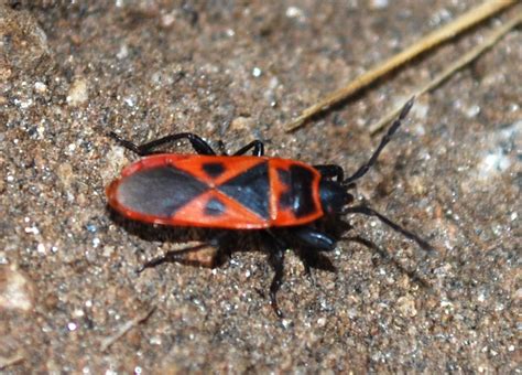 Images Of Tiny Red Bugs : Insect and Bug ID forum: Tiny red/black ...