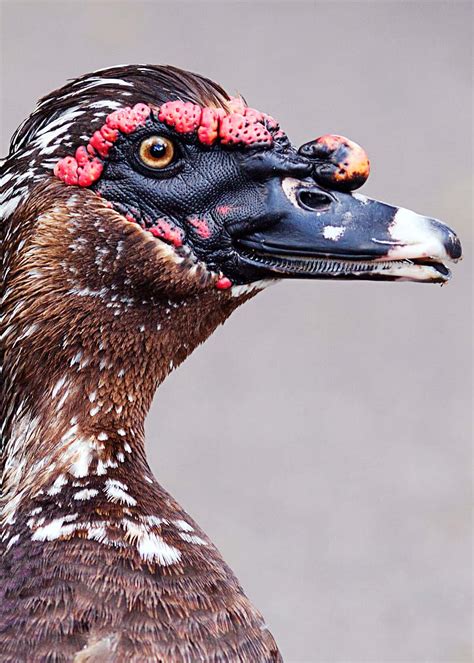 33 Muscovy Duck Facts: Red-Faced Musky Duck-Goose | JustBirding