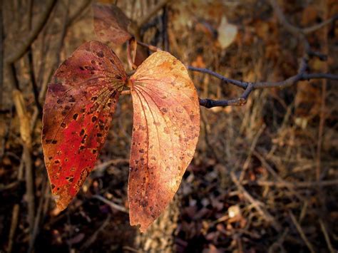 Mopane Tree Leaf | Tree leaves, Tree, Leaves