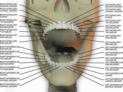 Difference Between Maxillary And Mandibular Molars