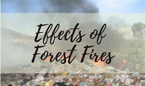 Effects of Forest Fires - Youth in Food Systems