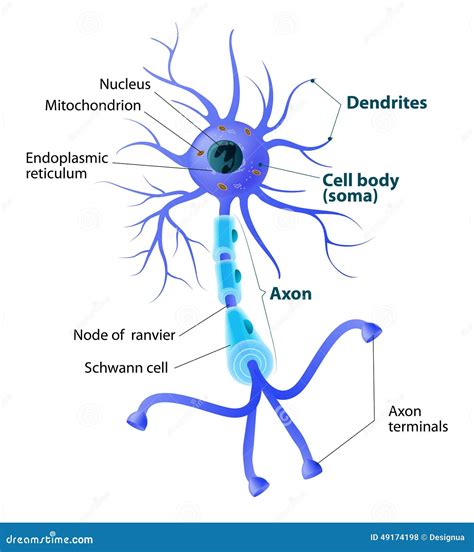 Neuron Structure. Nerve Cell, Main Part Of The Human Nervous System ...