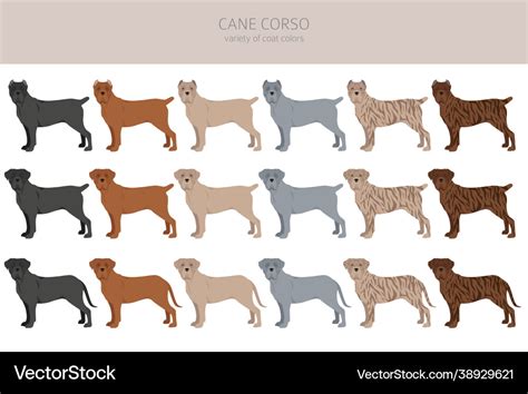 Cane corso clipart different poses coat colors set