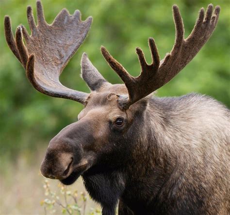 Naturally Shed Moose Antlers | Glad Dogs Nation