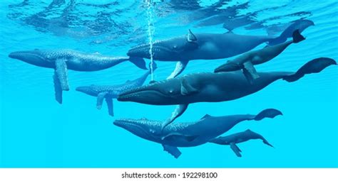 Humpback Whales Pod Photos and Images | Shutterstock