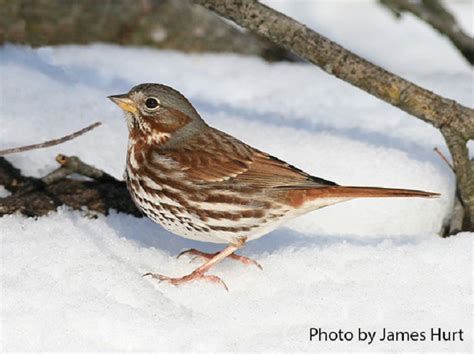 Fox Sparrow | State of Tennessee, Wildlife Resources Agency