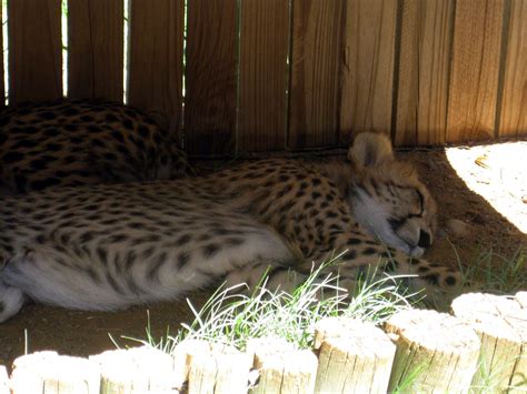 cheetah cub sleeping - Cheetah Photo (37681281) - Fanpop