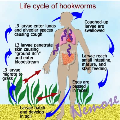 Infection Landscapes: Hookworm