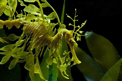 Marine Species: the Leafy Seadragon • Scuba Diver Life