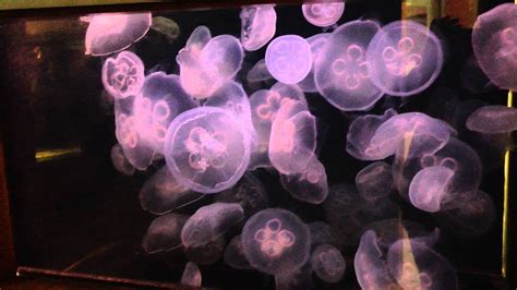 My 80 gallon Moon Jellyfish Tank - YouTube