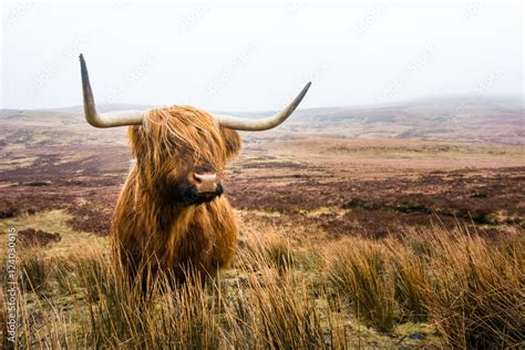 scottish highland cow in field. Highland cattle. Scotland Stock Photo ...