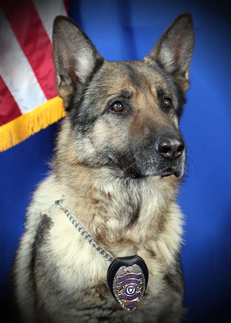 TRPD Mourns the Loss of Beloved Police K9 – Toms River, NJ Shorebeat